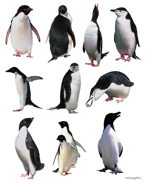 Penguins Png Image