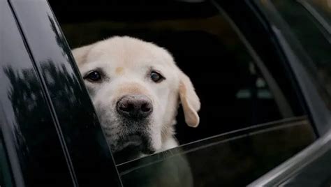 Reasons Why A Dog Would Cry And Whine In The Car Petculiars