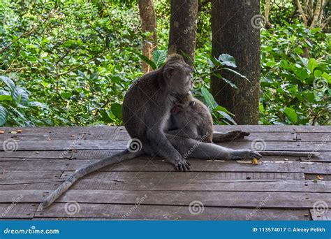 Monkeys In Ubud Monkey Forest Bali Island Stock Image Image Of Grey