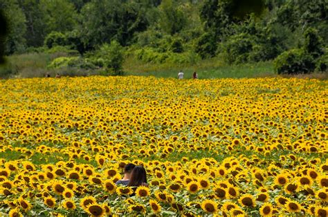sunflower field near toronto best flower site