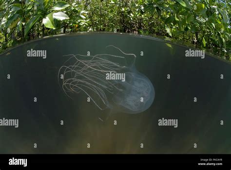 Box Jellyfish In Mangroves Chironex Sp Stock Photo Alamy