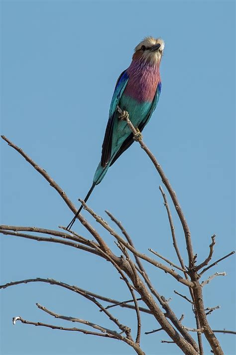 Lilac Breasted Roller Portrait Photograph By Kay Brewer Fine Art America