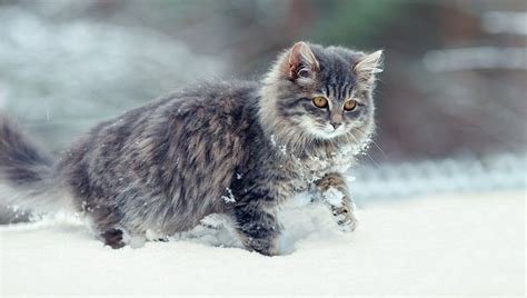 Five Of The Biggest Winter Health Hazards For Cats