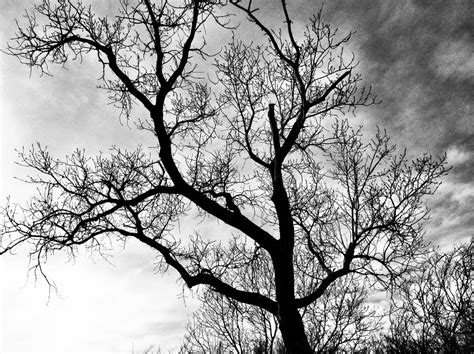 Cottonwood Silhouette Jeff Flickr