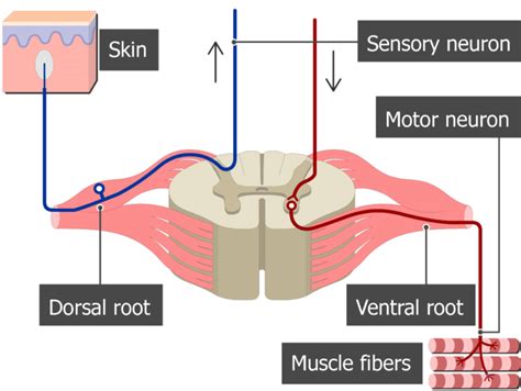Ventral And Dorsal Roots Of The Spinal Cord Getbodysmart