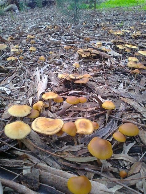 Copelandia Cyanescens Blue Meanies In Nz Mushroom Hunting And