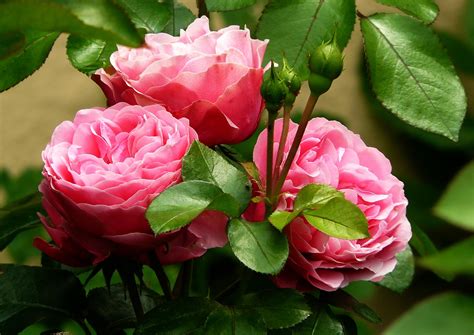 Free Images Nature Blossom Petal Love Romance Romantic Botany