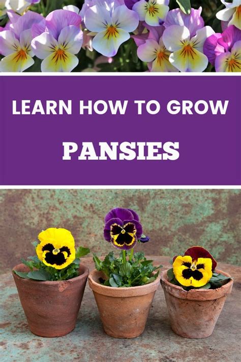 How To Grow Pansy Flowers Viola X Wittrockiana Pansies Gardening