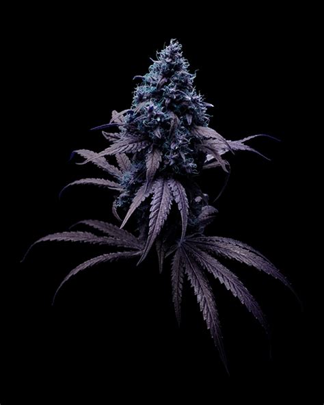 Purple Cannabis Plants On Black Graphis