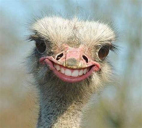 Ostrich Face With Teeth