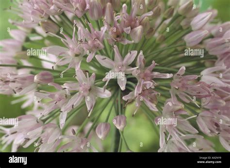 Allium Nutans Ornamental Onion Close Up Of Small Pink Flowers In