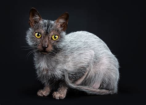 16 Rarest Cat Breeds Purewow