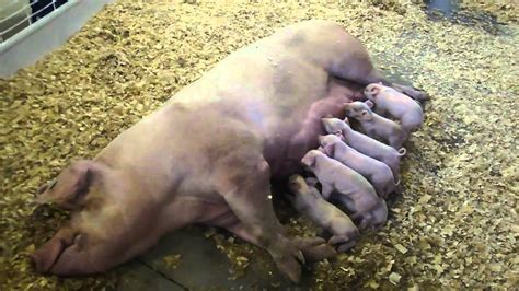 Octomom Pig Feeding Piglets Texas State Fair Sep 242010 Youtube