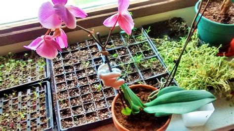 A Beginners Guide To Caring For An Orchid Orchid Care Orchids