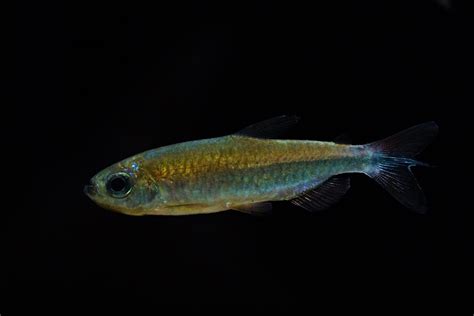 Thankfully, there are solutions to some of the problems you may be facing um die lautstärke auf ihrem huawei p30 pro zu erhöhen, empfehlen wir ihnen die verwendung einer app. Phenacogrammus sp. Fantastique - Rubinroter Kongosalmler ...