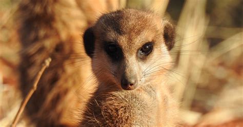 5 Reasons Why Meerkats Are Awesome Africa Geographic