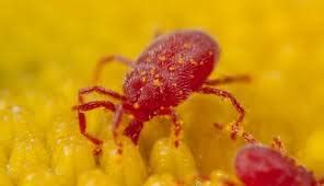 Mites can attack a variety of organisms, such as plants, animals, and humans. Symbiotic Relationships - Tropical Rainforest