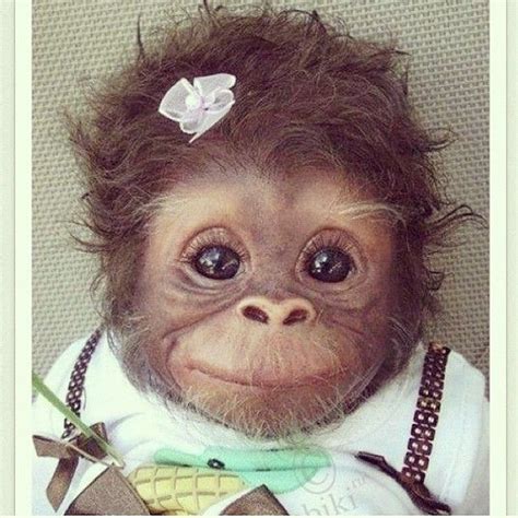 Cutest Baby Monkey All Dressed Up Cute