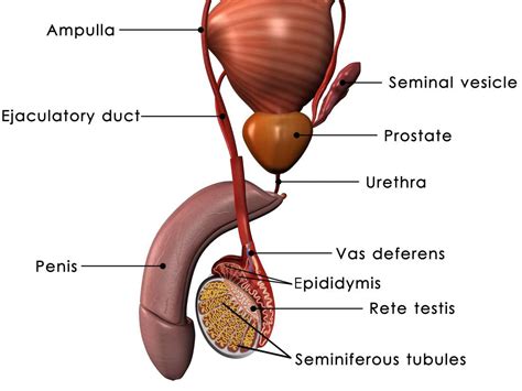 Prostate Functions Diseases And Tests