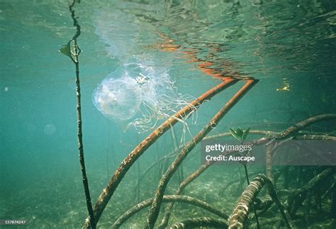 Box Jellyfish Amongst Mangrove Prop Roots North Queensland News