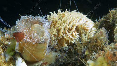 Aeolidia Papillosa Nudibranch Eating Sea Anemone Stock Video Clip