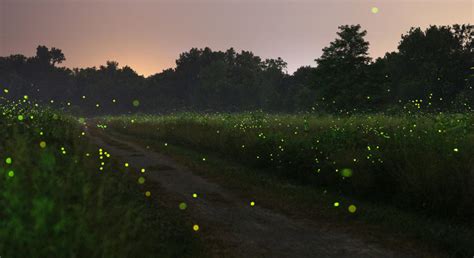 Bhandardara Fireflies Festival Camping