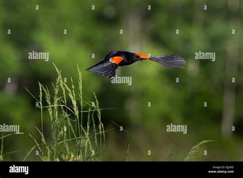 Red Winged Blackbird Male Stock Photo Alamy