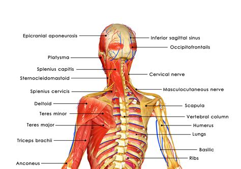 Back Of Neck Anatomy Muscles Neck Muscles Anatomy Pictures Koibana