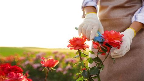How To Kill Rose Bush And Have Beautiful Garden Weed Killer Guide