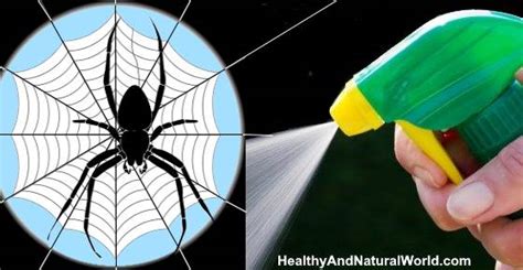 Effective Natural Spider Spray Repellents To Get Rid Of Spiders