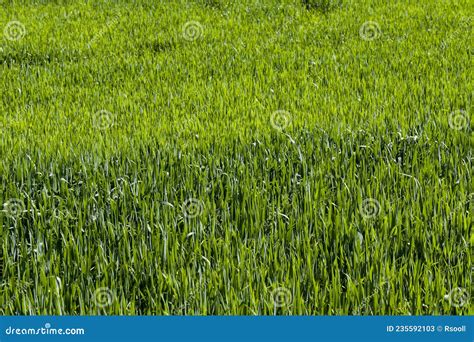 Green Grass In An Agricultural Field Stock Image Image Of Ecology