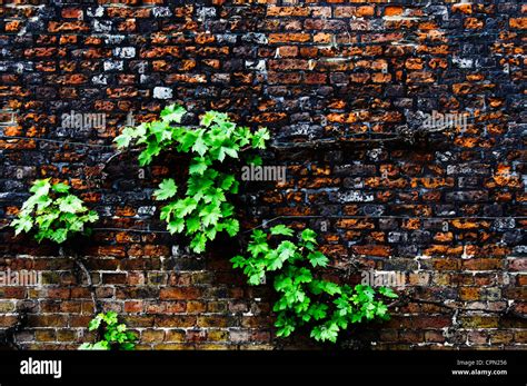 Virginia Creeper Growing On The Wall Of A House Hi Res Stock