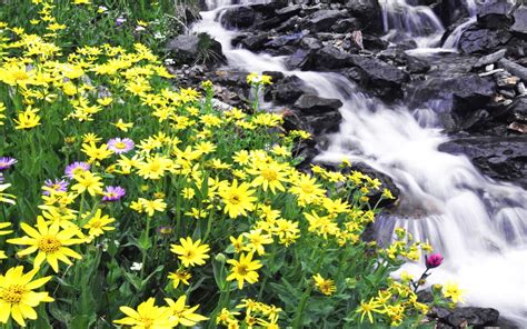 Flowers Mountain River Stones 8732