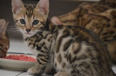Bengal Cat Vom Züchter Oder Privat Katzen Haustier Anzeiger