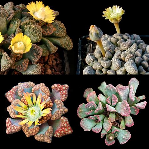 Titanopsis Species Mixed Indigenous South African Succulent 10 See