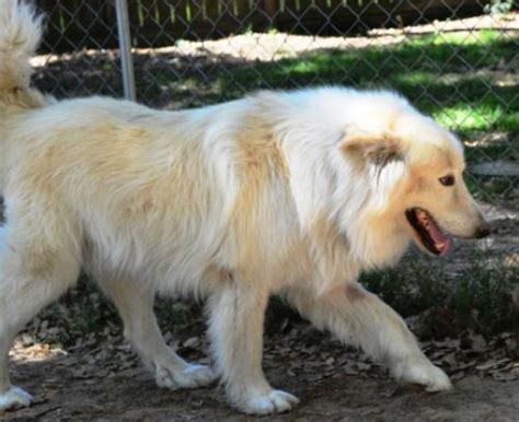 The breed was used in many polar expeditions, including that of admiral byrd in 1911. Charlie Brown Great Pyrenees | Noah's Dogs