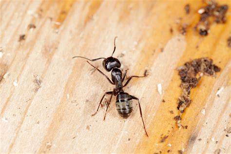 Because of this, identifying and exterminating i was under the impression that carpenter ants do not bite, but found out they do. What You Need to Know About Carpenter Ants