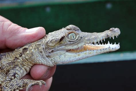 Baby Crocodile 2 Fwc Photo By Tim Donovan Florida Fish And Wildlife