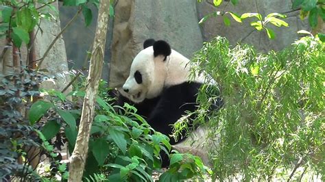 Giant Panda In Singapore Zoo Part 1 Youtube