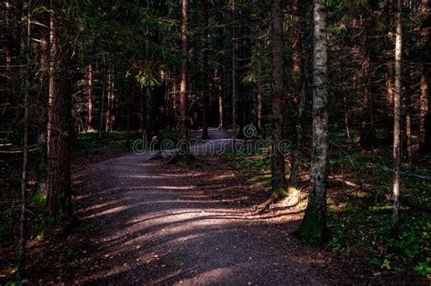 Footpath To The Forest Stock Photo Image Of Atmospheric 239967860