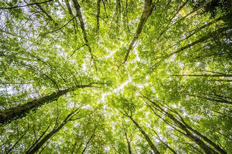 Los Bosques Sostenibles Y Su Importancia Para El Planeta