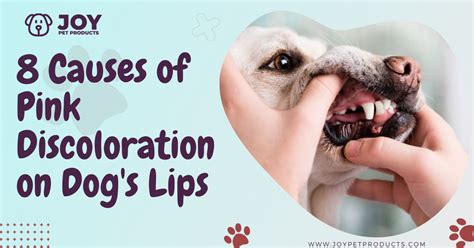 Why Are My Dog S Lips Turning Red Infoupdate Wallpaper Images