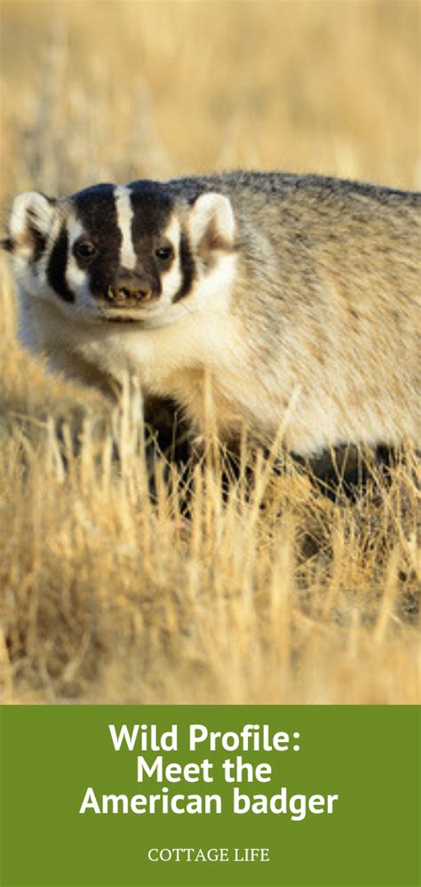 Wild Profile Meet The American Badger Badger Animals Wild Canadian