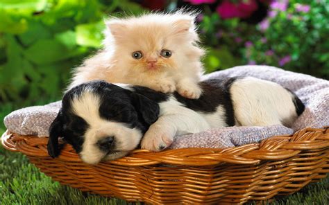 Check spelling or type a new query. Cat And Dog Wallpapers High Quality | Download Free