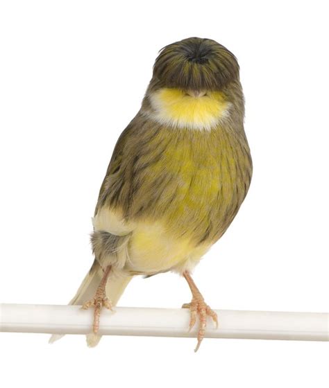 Gloster Canary Yes I Do Have A Mop Top Canary Birds Bird Animals