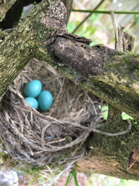 Composters, hydroponic boxes, frames & boxes, terrariums Birdhouses & Nesting Season | Backyard Bird Shop