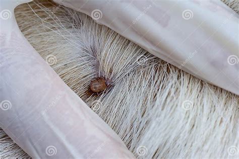 Closeup Of Red Ticks On White Dog Fur Stock Image Image Of Animal