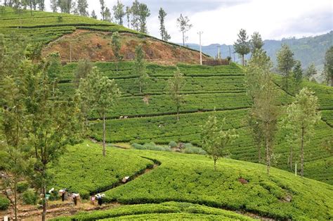 Tea Farms In Sri Lanka Flickr Photo Sharing