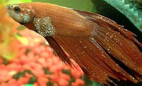 16 Penyakit Ikan Cupang Paling Berbahaya Dan Cara Mengobatinya Panenlele