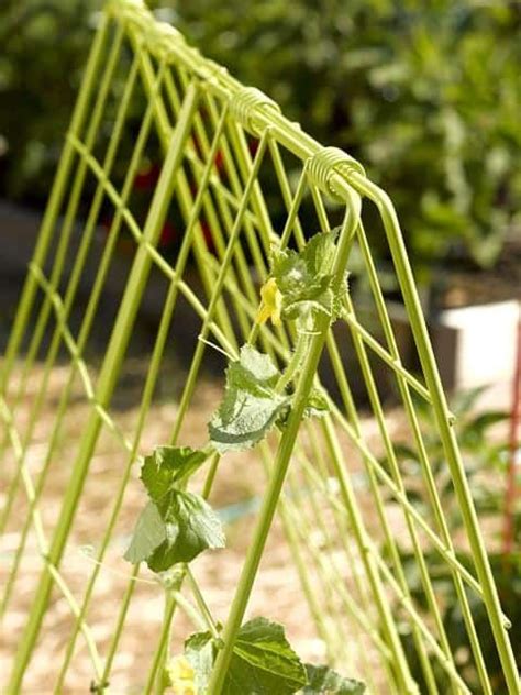 Training your cucumbers to climb the trellis is also an essential step. 41 Best DIY Garden Trellis Ideas: #27 is Awesome ...